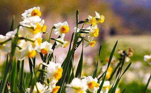 （經(jīng)典）水仙花作文